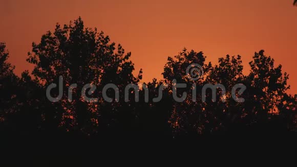 日落时的树木剪影视频的预览图