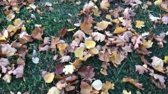 秋天在黄色的落叶上行走人从树叶中走过地毯视频的预览图