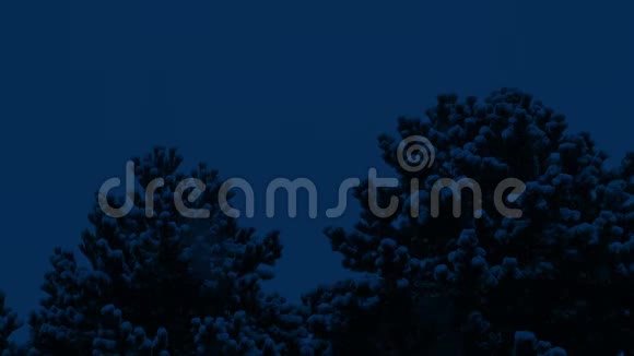 夜间暴雪中的树木视频的预览图