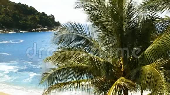 野生海滩上的棕榈树视频的预览图