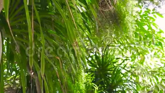 绿植枝叶背景棕榈树户外园林中绿色装饰植物棕榈和花卉视频的预览图