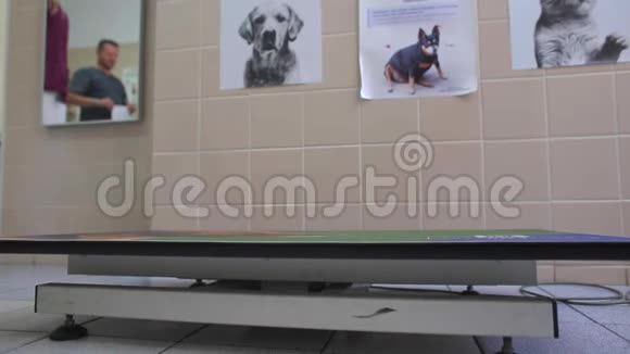 把狗放在兽医诊所的桌子上视频的预览图