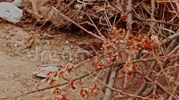 雌麻雀透过树枝在地上觅食视频的预览图
