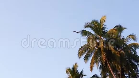 特写野鹰在蓝天上高高飞翔视频的预览图