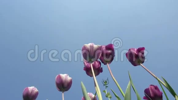 紫色郁金香在风中飘扬视频的预览图