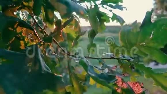 橡树在日落背景下在森林中的树枝上留下特写视频的预览图