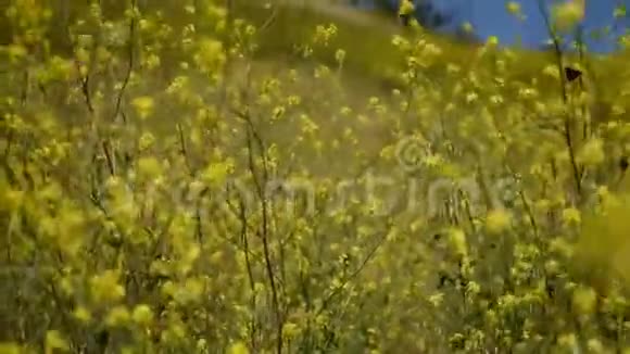 宁静的黄芥子花蝴蝶在轻柔的凉风中描绘着淑女视频的预览图