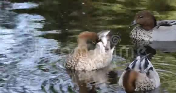 澳大利亚木鸭ChenonettaJubata池塘4K视频的预览图