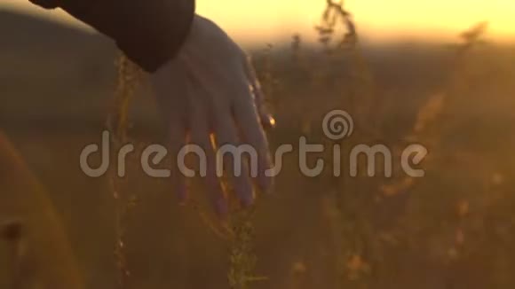 在草原草地上的日落时分用手触摸阳光下的草原草视频的预览图