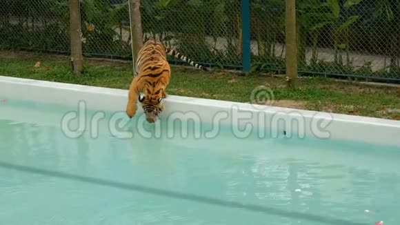 老虎走在蓝色的游泳池附近视频的预览图