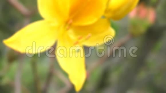 黄色杜鹃花近景雌蕊和雄蕊的细节视频的预览图