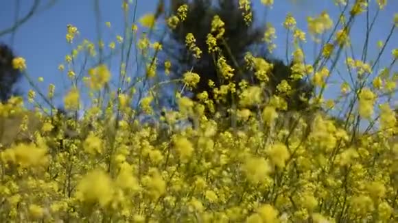 宁静的黄芥子花蝴蝶在轻柔的凉风中描绘着淑女视频的预览图