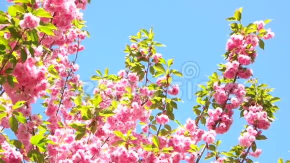 粉红色的樱花花在蓝天上视频的预览图