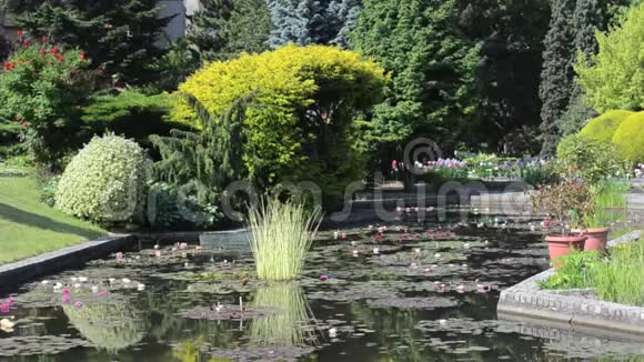 波兰沃罗克劳植物园里的一个有睡莲的池塘视频的预览图