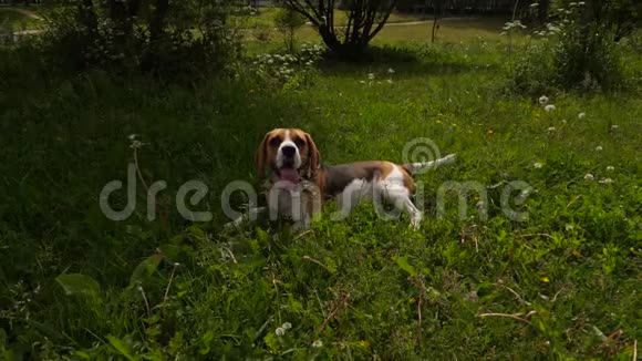 小猎犬在炎热的夏日里躺在阴凉的草地上视频的预览图