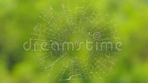 蜘蛛坐在网的中央慢动作视频的预览图