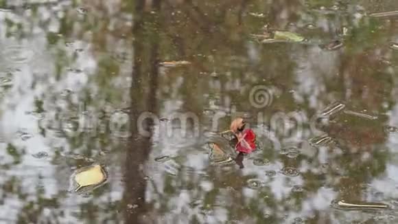 秋雨水坑里的红黄叶视频的预览图