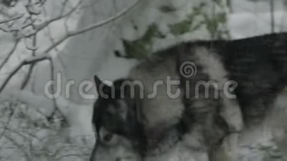 哈士奇在冬日森林的灌木丛中游荡视频的预览图