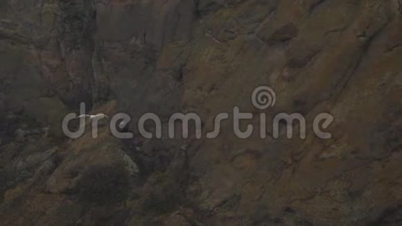 灰色海鸥在海岸岩石的背景上飞翔视频的预览图