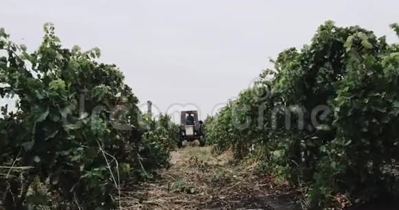葡萄园中央收集葡萄的机器视频的预览图