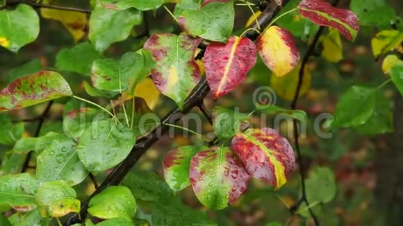 秋雨梨树湿色叶视频的预览图
