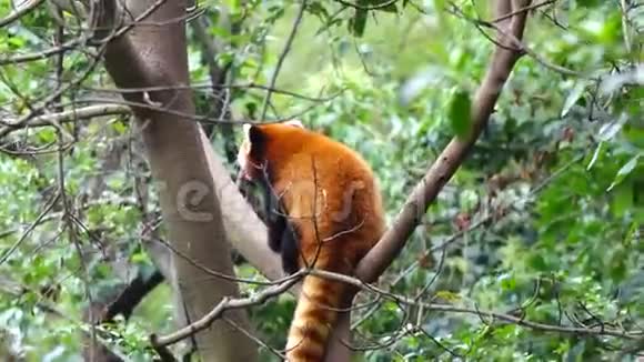 树上的红色熊猫视频的预览图