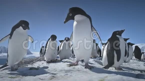 近距离玩企鹅南极洲景观视频的预览图