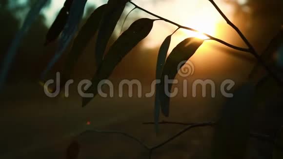 枯树的叶子挂在后面的路上视频的预览图