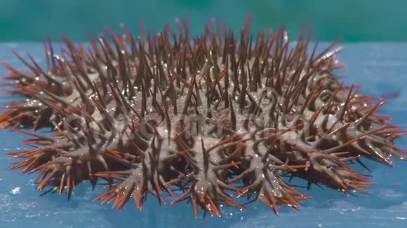 赛斯塔尔的荆棘冠海星带着从水中捕获的大刺棘皮动物水下动物视频的预览图