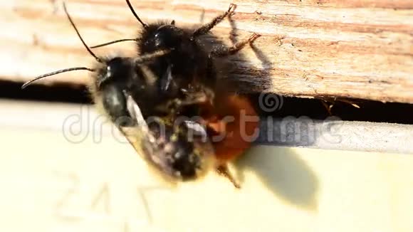 蜜蜂的爱视频的预览图