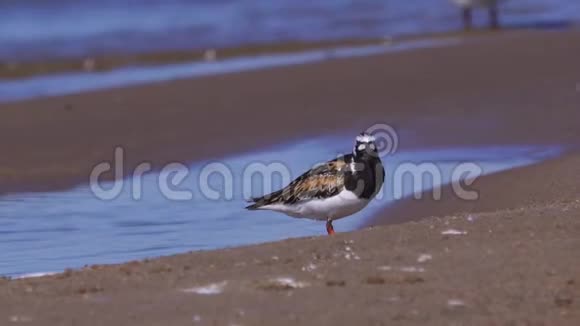 夏天的羽毛里一只鸟栖息在沙滩上清理羽毛视频的预览图