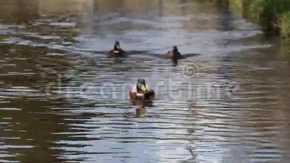 鸭子下水游泳野生动物视频的预览图
