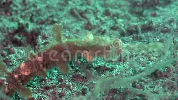 祖鲁海大马哈鱼沙上的乌文尼角叉视频的预览图