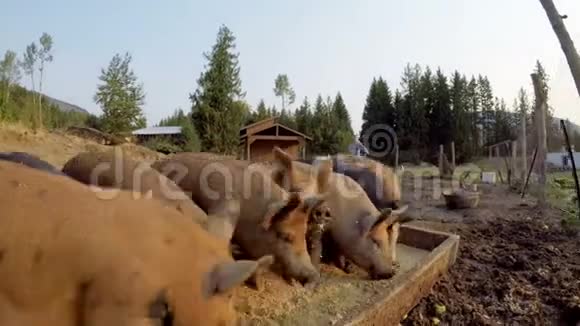 农场里有食物的猪视频的预览图