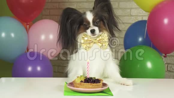 神奇狗狗狗狗狗吃生日蛋糕与蜡烛股票视频视频的预览图