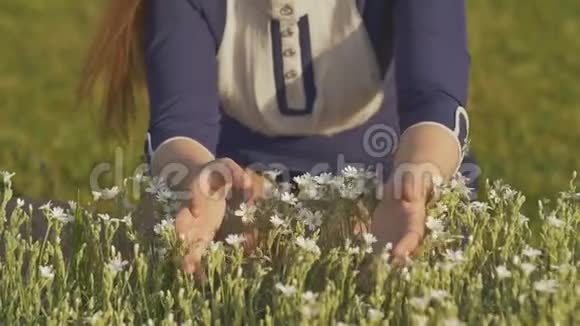 女孩手触摸绿色草地上的白色野花夏天娱乐视频的预览图