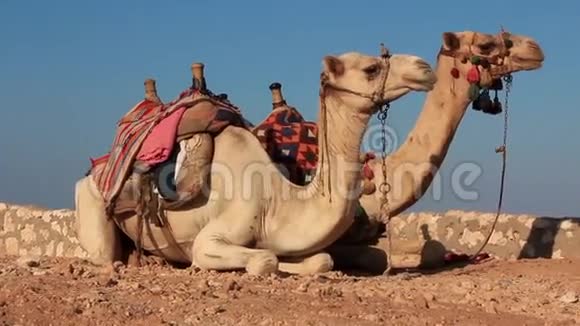 骆驼视频的预览图