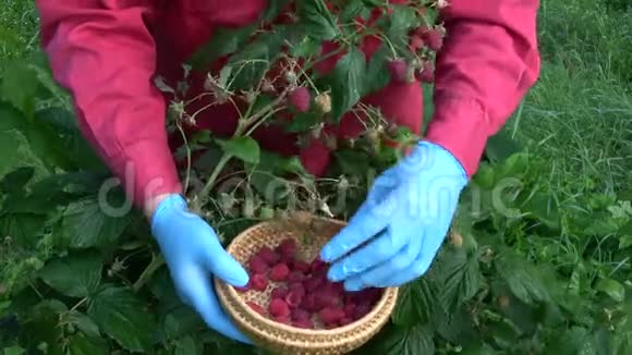 农民收获成熟的甜覆盆子视频的预览图