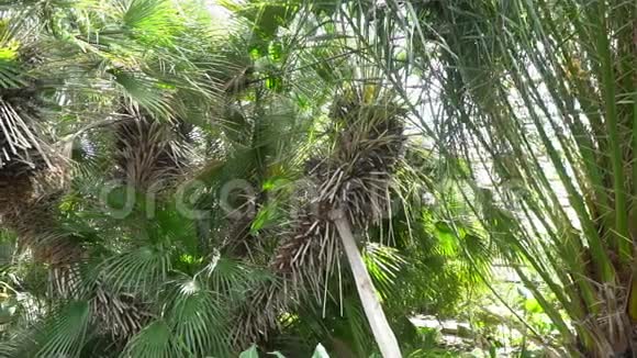 波塔瓦的热带花园视频的预览图