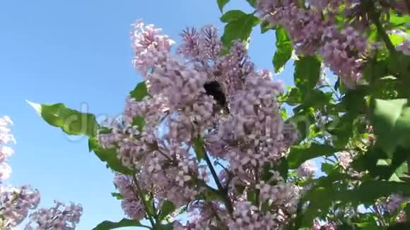 大黄蜂紫丁香夏日自然视频的预览图