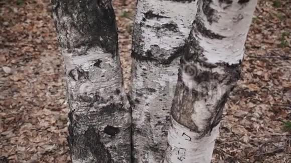灰春天桦树树干树皮的细节三箱桦树视频的预览图