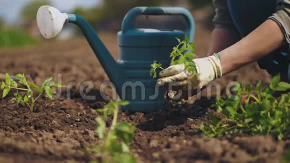 农民亲手种植土番茄苗视频的预览图