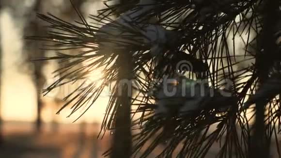 冬天松枝雪花上一枝云杉叶随水滴特写美丽的自然景观视频的预览图