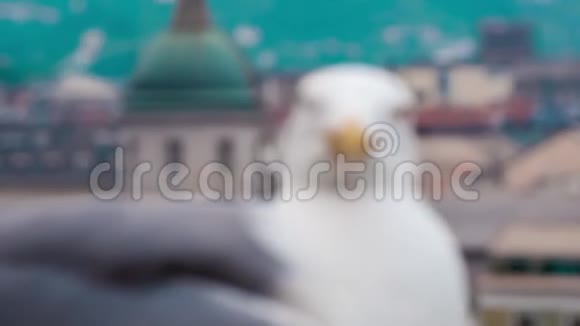 圣保罗2017年5月7日海鸥鸟坐在堡垒墙上背景是市中心视频的预览图