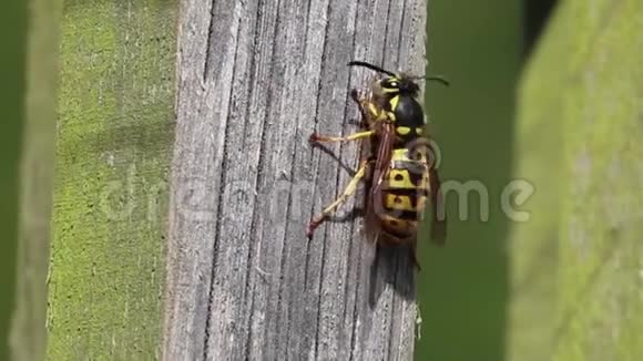 黄蜂木虫自然宏视频的预览图