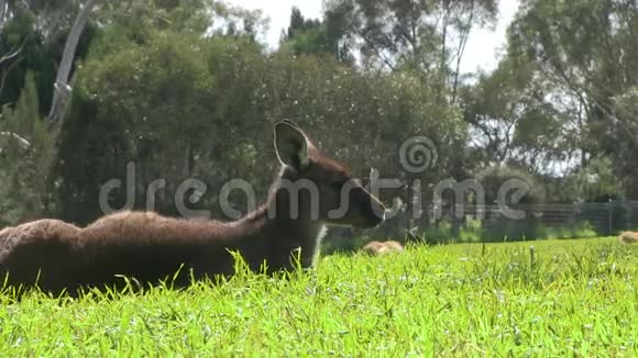 一只袋鼠坐在草地上射击视频的预览图