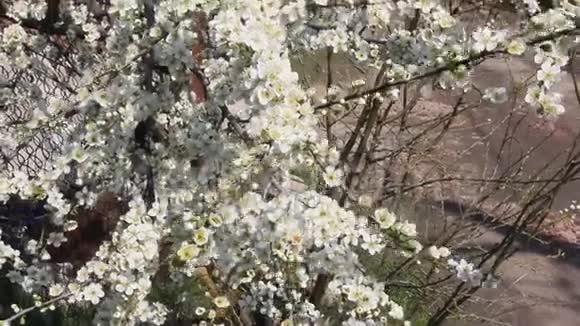 春天的白樱桃李花视频的预览图