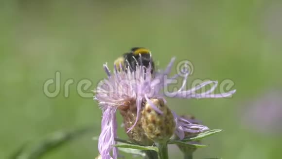 大黄蜂从花中采蜜视频的预览图