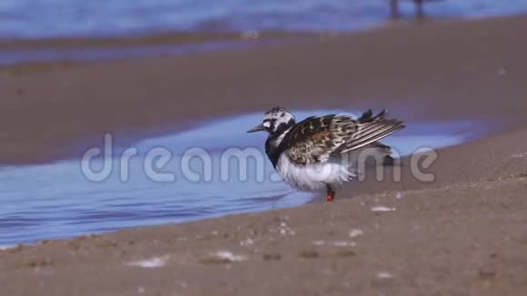 夏天的羽毛里一只鸟栖息在沙滩上清理羽毛视频的预览图