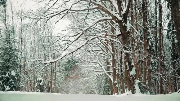 圣诞节前十二月美丽的雪林视频的预览图